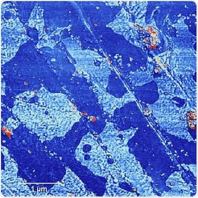 Phase Image, same area as Figure 1