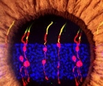 Scientists reverse congenital blindness in mouse model