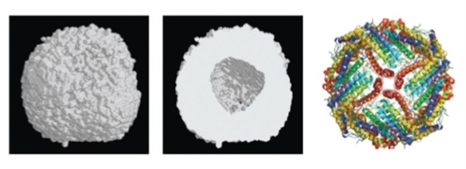 a. ab initio shape reconstruction b. protein structure of apoferritin