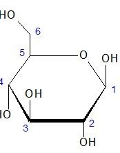 Haworth projection for the cyclic form of D-glucose