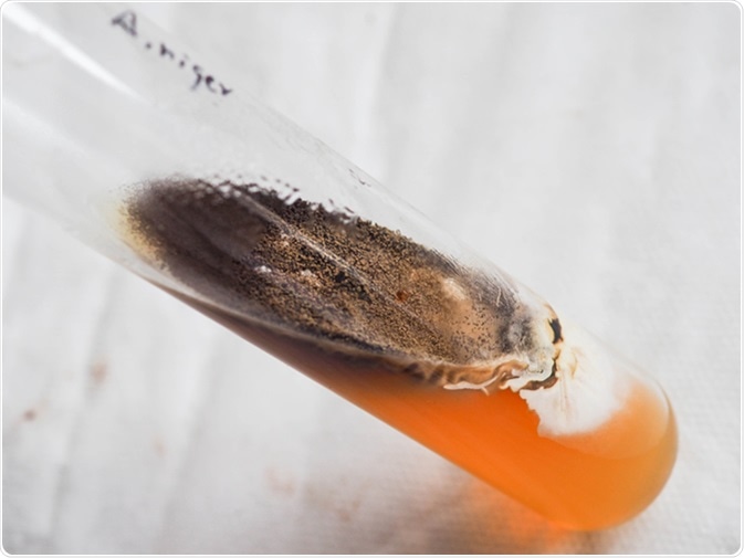Colonies of Aspergillus niger on slant Sabourard