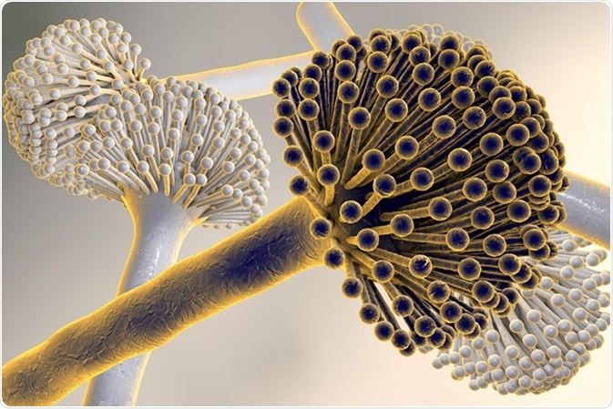 Digital illustration of fungi Aspergillus niger, black mold, which produce aflatoxins, cause pulmonary infection aspergillosis. Image Credit: Kateryna Kon / Shutterstock