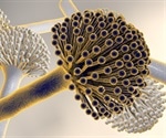 What is Aspergillus niger?