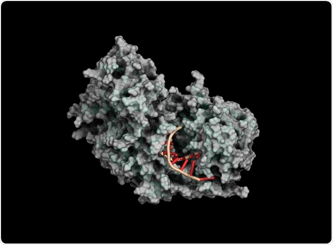 RISC complex - By molekuul_be