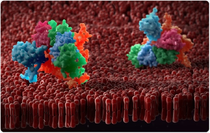 Proteins on cell membrane - an illustration by urfin