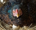 Genetically modified chickens could soon lay eggs containing certain medications
