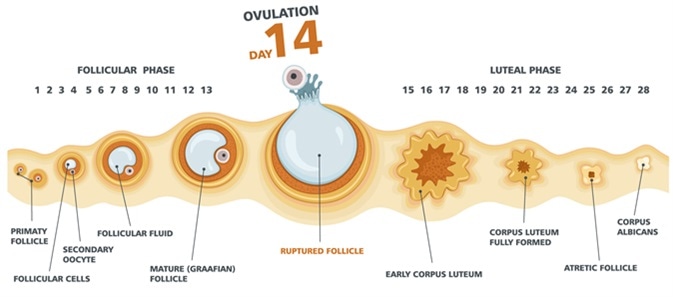 Ovulation chart. Female menstrual cycle. Image Credit: logika600 / Shutterstock