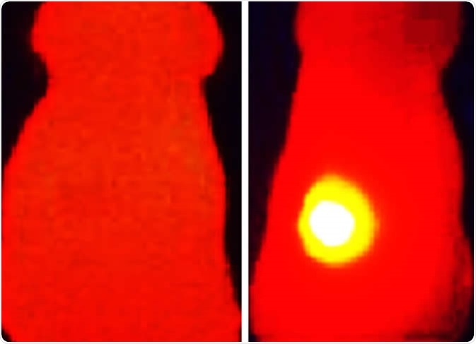 Infrared thermal image (right) shows elevated tumor (yellow) temperature in mice after laser irradiation in with OMV-melanin treated mice. The image on the left shows a mouse treated with OMVs without melanin. Image Credit: Vipul Gujrati / Technical University of Munich