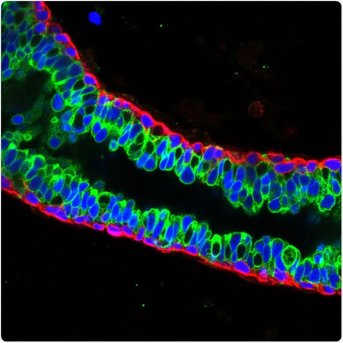 Luminal cells (green) and basal cells (red) in mature mouse breast tissue. Credit: Salk Institute