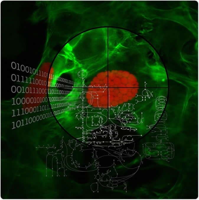 The researchers specifically removed over 1,300 individual genes in the malaria parasite Plasmodium (in red, host cells in green) and were thus able to identify many new targets in the pathogen. Image Credit: Institut für Zellbiologie, Universität Bern