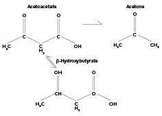 Testing for Ketosis