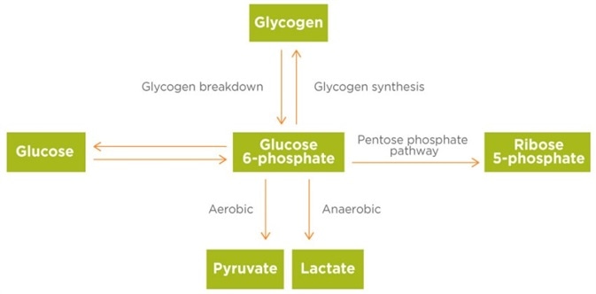 Lactate Testing in Athletes