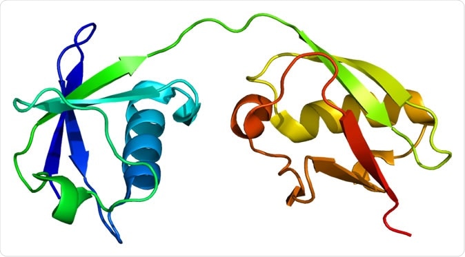 Structure of the ISG15 protein. Credit: Emw - Own work, CC BY-SA 3.0, https://commons.wikimedia.org/w/index.php?curid=8820159