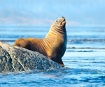 Climate change spreading deadly virus in marine mammals