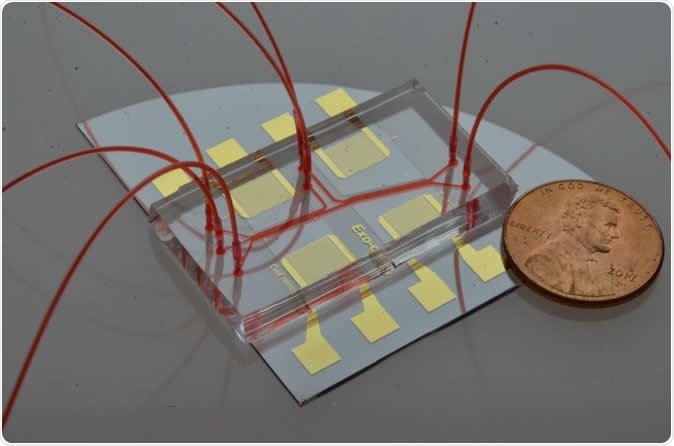 Acoustofluidic exosome isolation chip for salivary exosome isolation. The microfluidic channel is shown by red dye solution and the coin demonstrates the size of the chip. Two pairs of gold interdigital transducers are deposited along the channel, which separates particles according to size. Image Credit: The Journal of Molecular Diagnostics