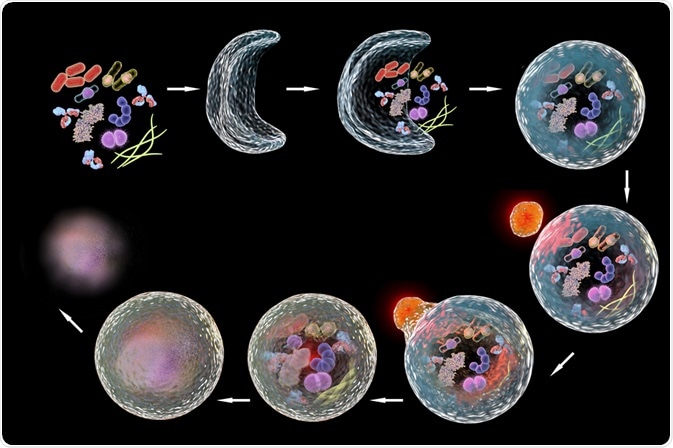 Autophagy signaling pathway - an illustrated diagram