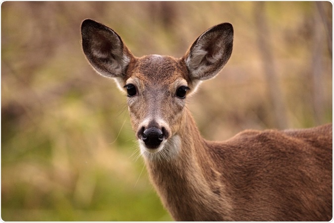 White-tailed deer. Image Credit: LagunaticPhoto / Shutterstock