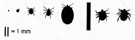 Actual sizes with addition of engorged female Ixodes