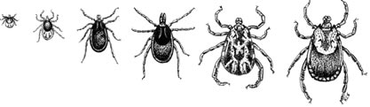 Left to right: larva, nymph, male and female Ixodes scapularis, and male and female of Dermacentor variabilis.