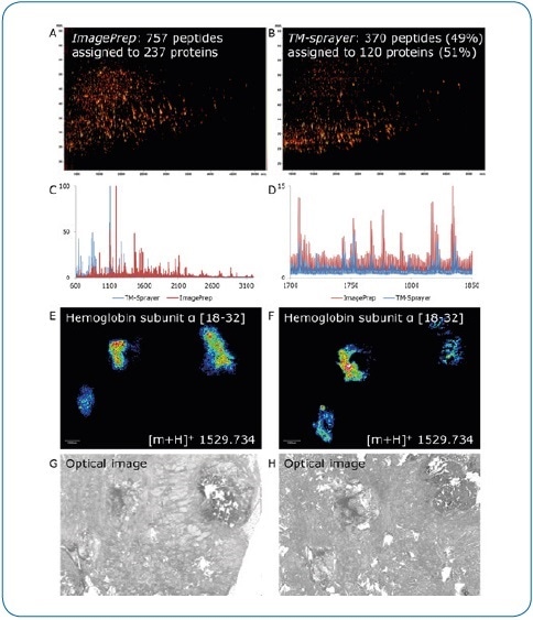 ImagePrep vs. TM-Sprayer. Comparison of on-tissue digestion and matrix application using serial sections of human breast cancer tissue (FFPE). Best practice protocols were used on both devices by experienced users, all MS data were acquired under identical conditions on a rapifleX. Digestion and matrix application steps appear to be less efficient using the TM-Sprayer, indicated by the lower number of peptides identified by LC-MALDI (370 peptides or 49% compared to ImagePrep) (A,B) and the lower percentage of peptides matched to the imaging run (136 or 37% vs. 399 (53%). At higher peptide masses, the ImagePrep shows more and higher intensity signals (C, D). In contrast, the TM-Sprayer provides a substantial improvement in lateral resolution. Peptide distributions (E, F) can be matched to corresponding tissue features more precisely (G, H).