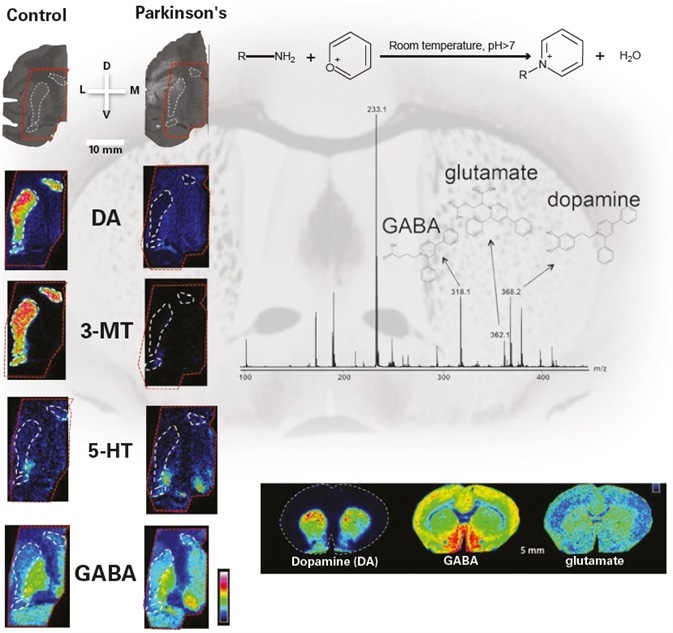 Images courtesy of Prof. Per Andrén, Uppsala University