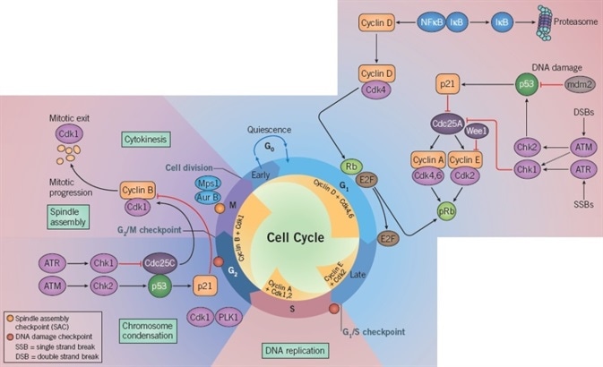 Cell Cycle Progression and DNA Repair