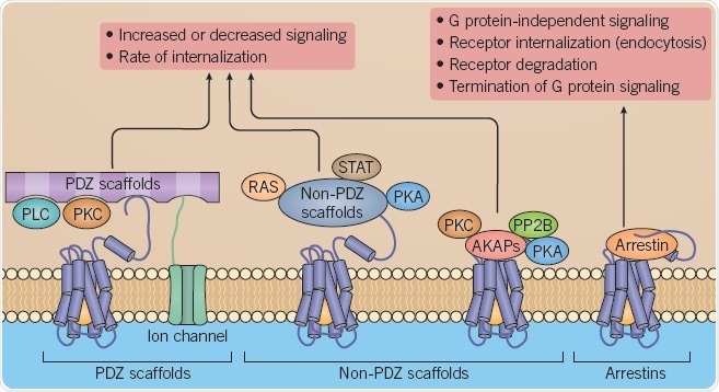 B: Scaffolding proteins regulating GPCR signaling