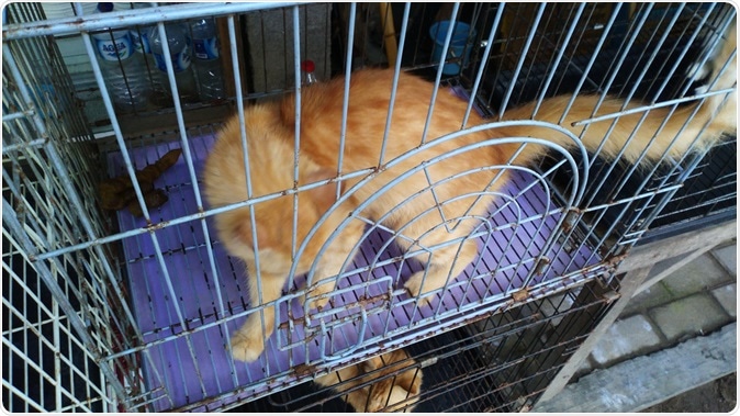 Image Credit: Shutterstock