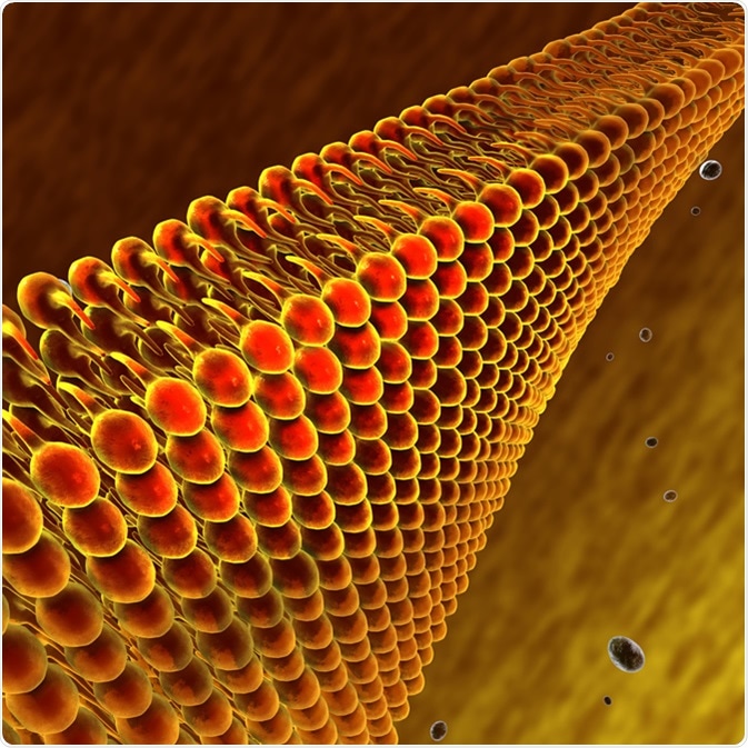 Lipids and fats illustration. Credit: Naeblys / Shutterstock