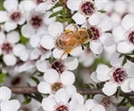 Manuka honey could be useful in treating cystic fibrosis lung infection