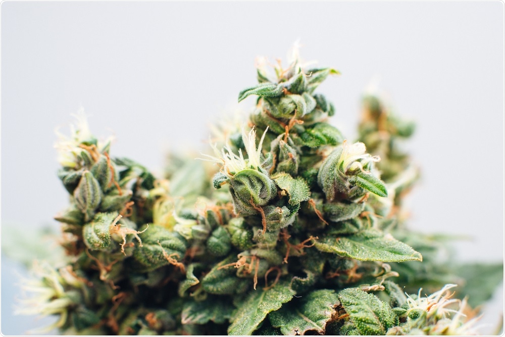 The Cannabis sativa plant is commonly used for a variety of medicinal, agricultural, industrial and recreational purposes around the world.