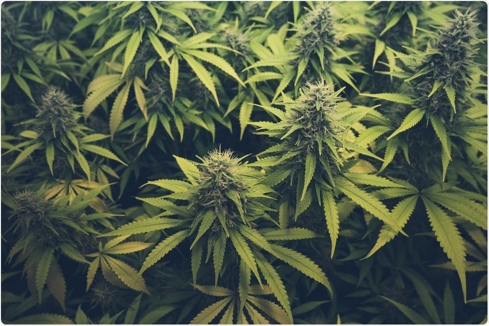 Metabolic engineering of cannabinoids would allow for different strains with unique, personalized doses of THCA and CBD.