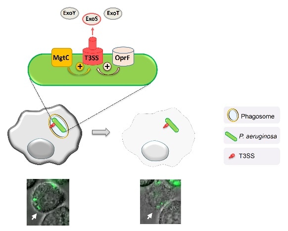 Study shows how bacteria can destroy host cells from the inside