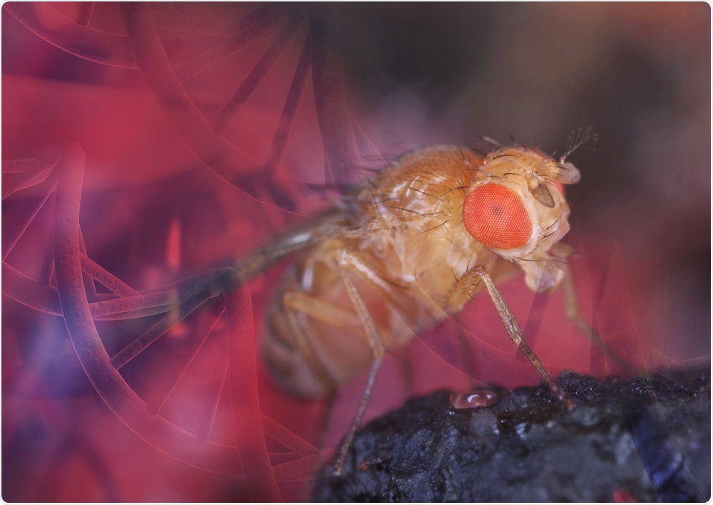 High Performance Drosophila ChIP Kits