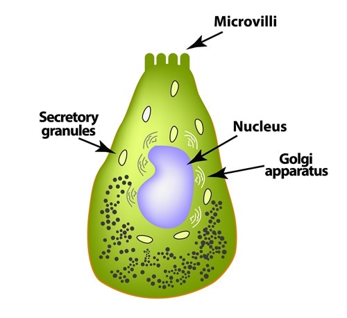 Enteroendocrine cell
