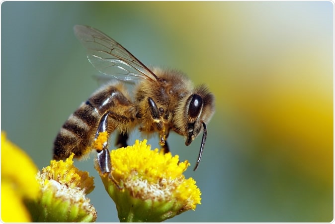 Honeybee - Image Credit: Daniel Prudek / Shutterstock