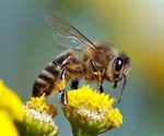 Novel vaccine against bee sting allergy successfully tested