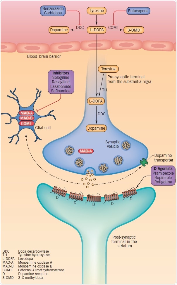 Therapeutic targets at dopaminergic synapses, including dopamine synthesis, metabolism, storage and synaptic transmission
