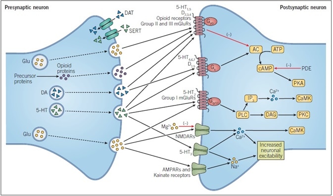 Principles of Neurotransmission.
