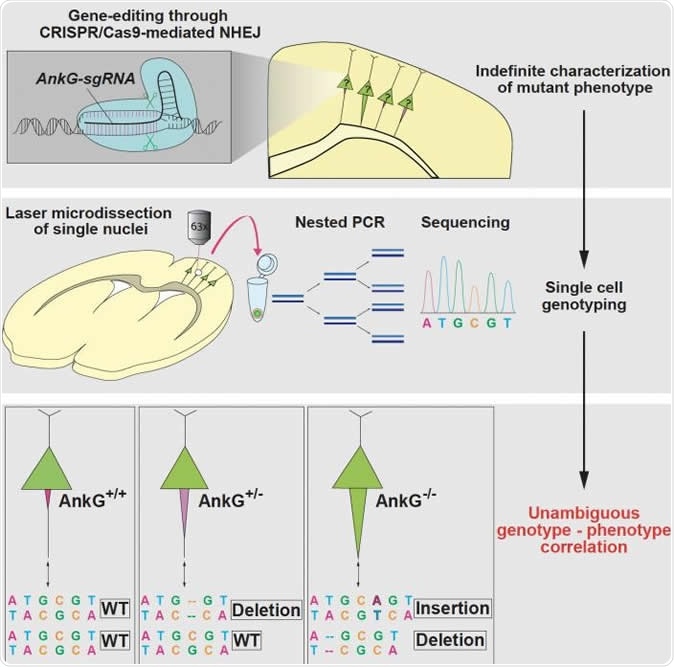CRISPR/Cas9-based mutagenesis through NHEJ causes a variety of genotypes in individual cells, which make it difficult to determine the causality between genotypes and phenotypes. Steinecke et al. report a strategy for single-cell genotyping in CRISPR/Cas9-transfected neurons that were phenotypically characterized in vivo. Image Credit: Max Planck Florida Institute for Neuroscience