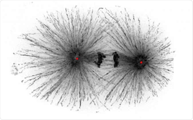 Using laser microsurgery, they were able to remove the centrioles from within the centrosome at different stages of mitosis without destroying the entire structure. Image Credit: Alexander Dammermann / Shutterstock