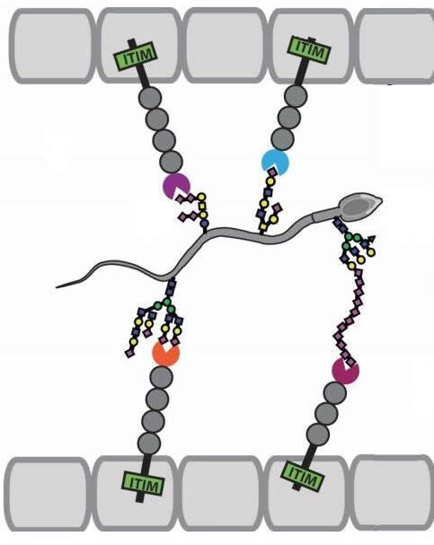 Before they reach the egg, sperm have to survive by the female immune system. An interaction between glycans (branched structures) on the surface of sperm and receptors on cells of the endometrium may act as a
