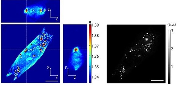 Tomocube HT microscope enables label-free quantification of cellular lipid content