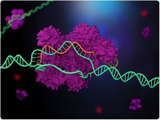 3d illustration of CRISPR-Cas9 genome editing system - Illustration Credit: Meletios Verras / Shutterstock