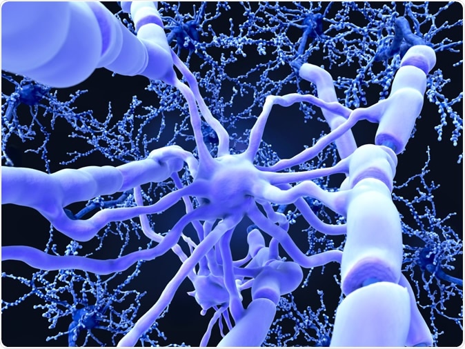 Oligodendrocyte form insulating myelin sheaths around neuron axons in the central nervous system. Myelin increases the impulse speed and decreases the capacitance of the axon membrane. 3d rendering - Illustration Credit: Juan Gaertner / Shutterstock