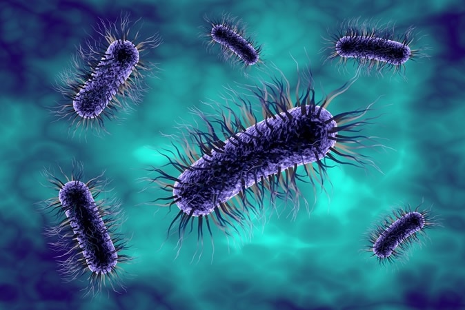 Three-dimensional illustration of bacterium Escherichia coli. Image Credit: Kateryna Kon / Shutterstock