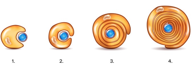 Myelin sheath of the neuron. A schwann cell envelops and rotates around the axon forming myelin sheath, now axon is myelinated. Close-up detailed anatomy illustration - Illustration Credit: Tefi / Shutterstock