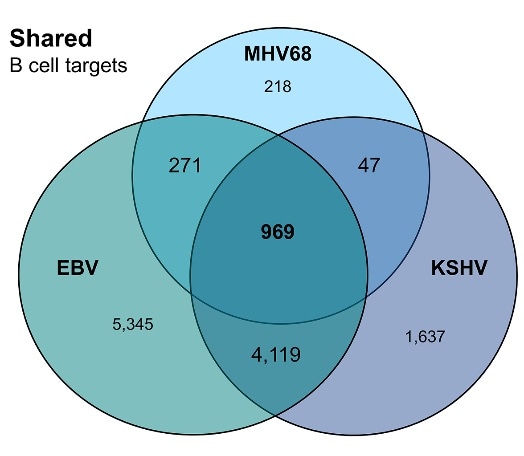 Study sheds light on likely conserved functions of gammaherpesvirus microRNAs