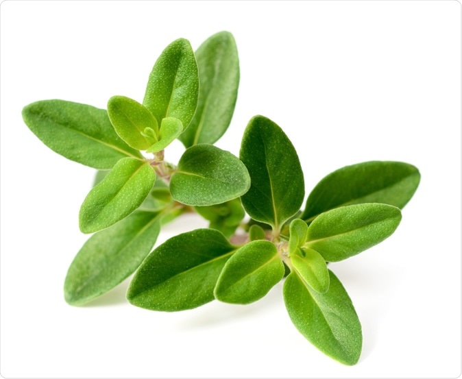 Thyme herb. Image Credit: AmyLv / Shutterstock
