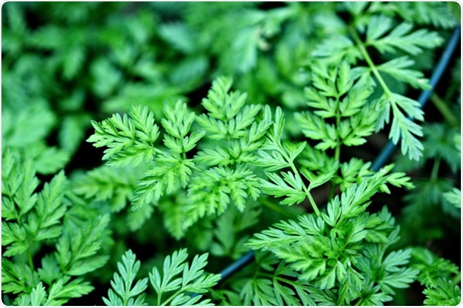 Poison Hemlock Conium maculatum. Image Credit: Vania Zhukevych / Shutterstock